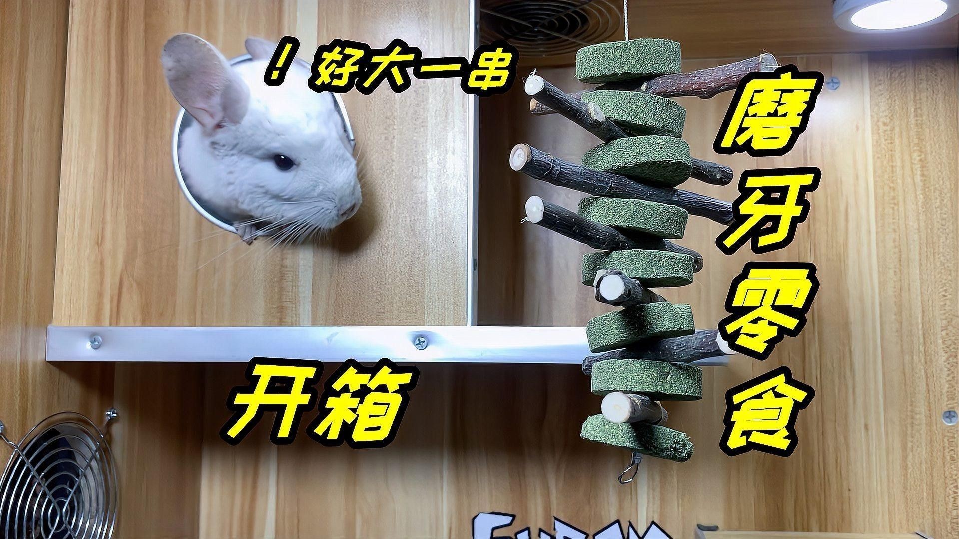 有哪些磨牙玩具適合龍貓？（適合龍貓的磨牙玩具）