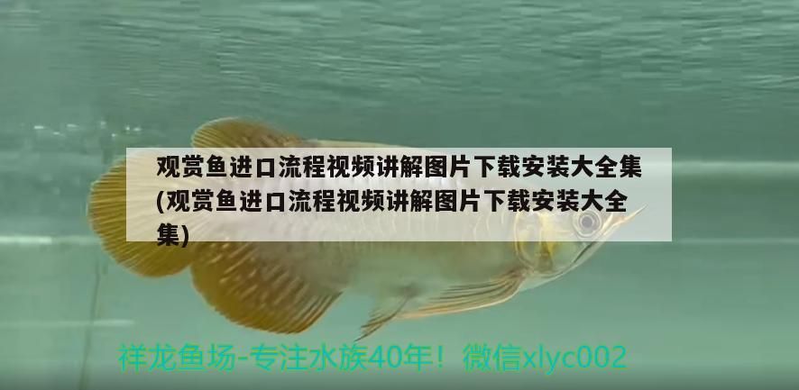 觀賞魚(yú)進(jìn)口流程視頻講解圖片下載安裝大全集(觀賞魚(yú)進(jìn)口流程視頻講解圖片下載安裝大全集)（觀賞魚(yú)的進(jìn)口流程）