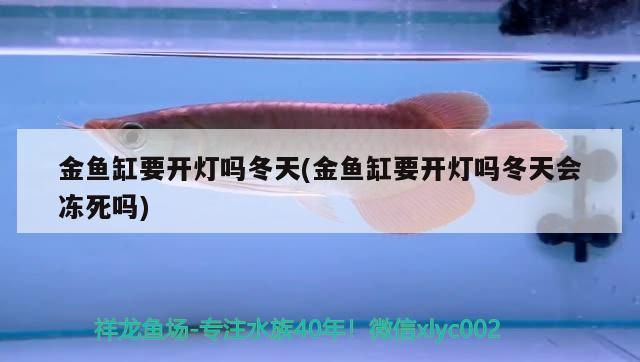 金魚缸要開燈嗎冬天(金魚缸要開燈嗎冬天會凍死嗎)（金魚缸要開燈嗎）