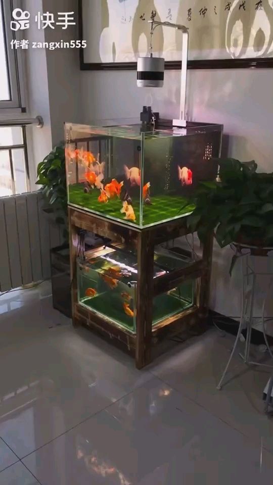 銀龍魚總撞缸怎么回事（銀龍魚碰掉了鱗怎么辦）（銀龍魚掉魚鱗是正常的嗎？）