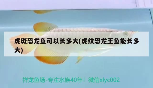 虎斑恐龍魚可以長(zhǎng)多大(虎紋恐龍王魚能長(zhǎng)多大)（恐龍魚可以長(zhǎng)多大）