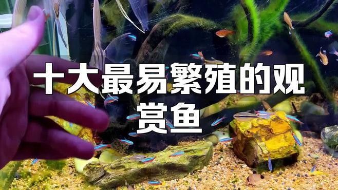 哪種魚的繁殖成功率更高？（探討魚類繁殖成功率時(shí)，我們通常關(guān)注那些具有較高的繁殖成功率的魚種）