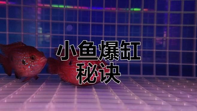 哪種魚的繁殖成功率更高？（探討魚類繁殖成功率時(shí)，我們通常關(guān)注那些具有較高的繁殖成功率的魚種）