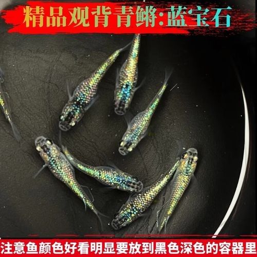 哪種魚的繁殖成功率更高？（探討魚類繁殖成功率時，我們通常關注那些具有較高的繁殖成功率的魚種）
