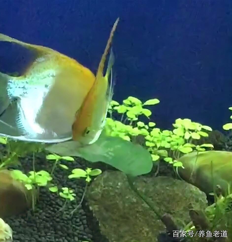 如何鑒別紫燕血紅龍的雌雄 如何鑒別紫燕血紅龍的雌雄 龍魚百科 第5張