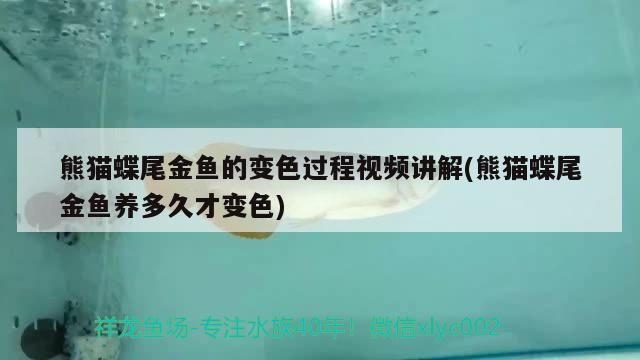 熊貓蝶尾金魚的變色過程視頻講解(熊貓蝶尾金魚養多久才變色)（熊貓蝶尾金魚變色過程視頻講解熊貓蝶尾金魚的變色過程視頻講解）