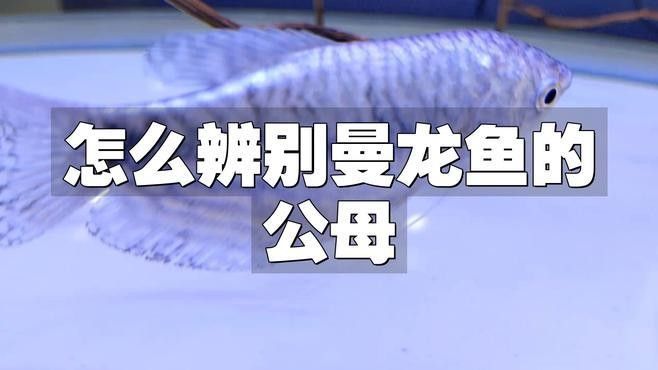 如何區(qū)分黃曼龍魚的雌雄？（曼龍魚性別辨別指南胖團(tuán)愛寵科普）
