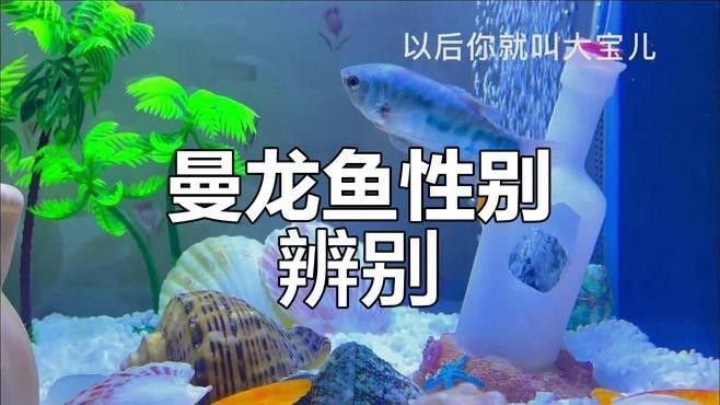 如何區(qū)分黃曼龍魚的雌雄？（曼龍魚性別辨別指南胖團(tuán)愛寵科普）