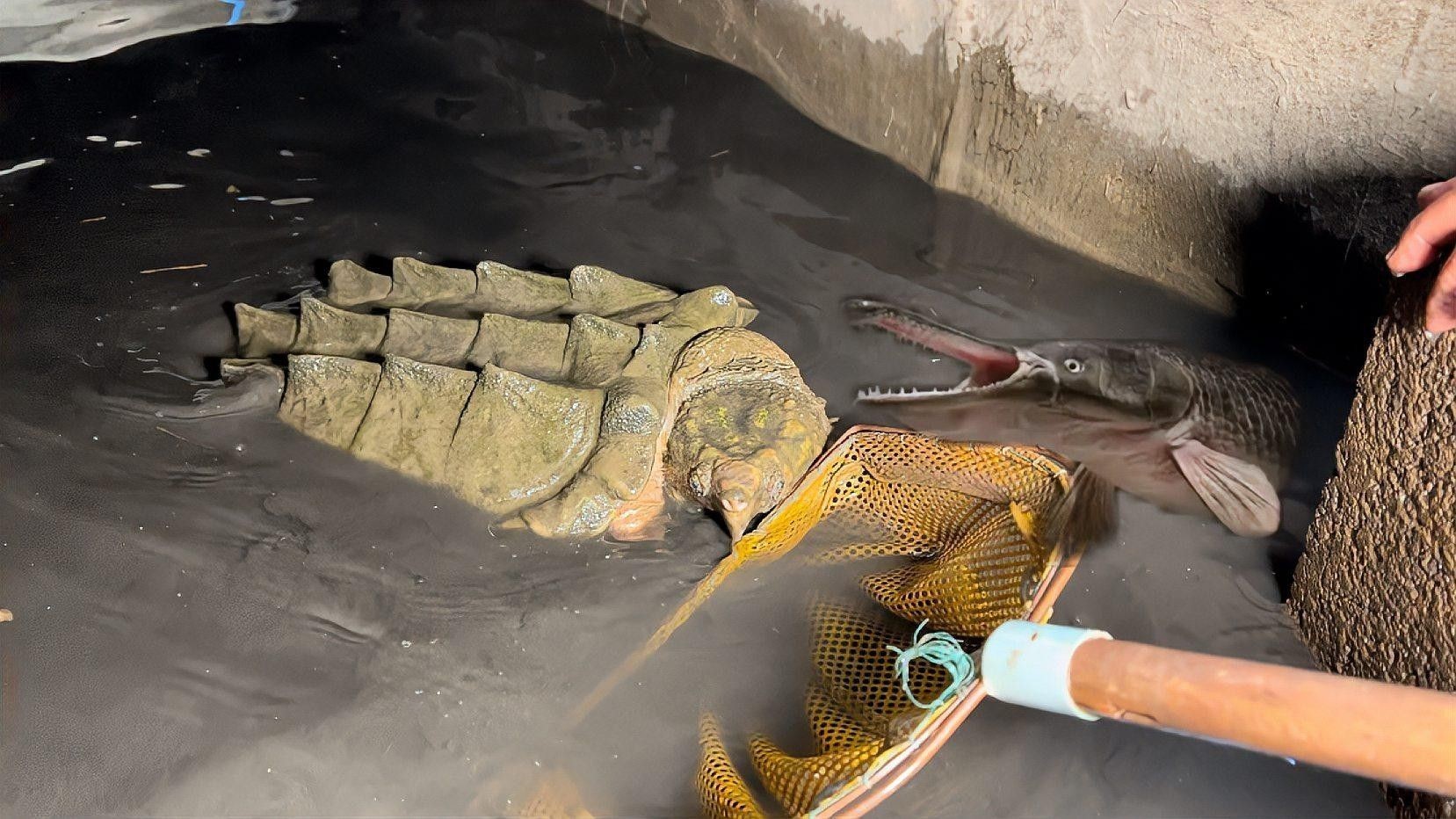 鱷雀鱔和龍魚混養需要多大的魚缸（雀鱔和龍魚混養需要多大的魚缸？）