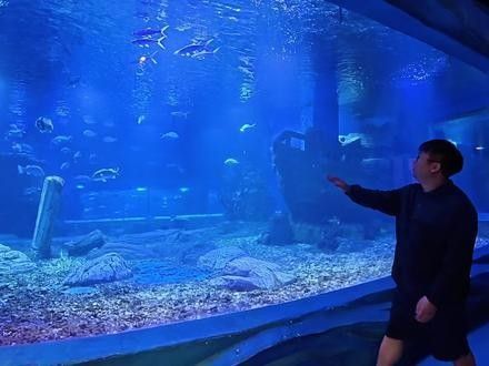 嘉定哪個水族館龍魚好？祥龍魚場龍魚（上海鵬新嘉定海洋世界#遛娃好去處#上海鵬新嘉定海洋館） 嘉定哪個水族館龍魚好？祥龍魚場龍魚（上海鵬新嘉定海洋世界#遛娃好去處#上海鵬新嘉定海洋館） 龍魚百科 第12張