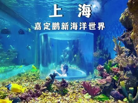 嘉定哪個水族館龍魚好？祥龍魚場龍魚（上海鵬新嘉定海洋世界#遛娃好去處#上海鵬新嘉定海洋館） 嘉定哪個水族館龍魚好？祥龍魚場龍魚（上海鵬新嘉定海洋世界#遛娃好去處#上海鵬新嘉定海洋館） 龍魚百科 第13張