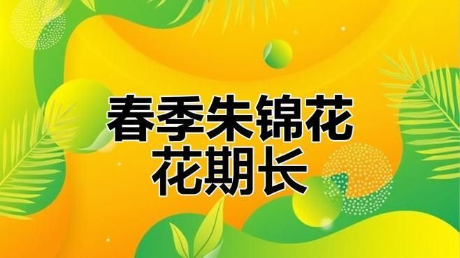 黑龍朱槿多久澆一次水（黑龍朱槿怎么養殖花開滿盆掌握5個關鍵點花大色艷麗四季常開） 黑龍朱槿多久澆一次水（黑龍朱槿怎么養殖花開滿盆掌握5個關鍵點花大色艷麗四季常開） 龍魚百科 第2張
