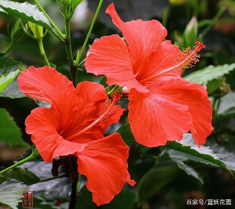 黑龍朱槿多久澆一次水（黑龍朱槿怎么養殖花開滿盆掌握5個關鍵點花大色艷麗四季常開） 黑龍朱槿多久澆一次水（黑龍朱槿怎么養殖花開滿盆掌握5個關鍵點花大色艷麗四季常開） 龍魚百科 第6張