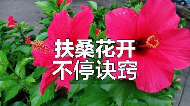 黑龍朱槿多久澆一次水（黑龍朱槿怎么養殖花開滿盆掌握5個關鍵點花大色艷麗四季常開） 黑龍朱槿多久澆一次水（黑龍朱槿怎么養殖花開滿盆掌握5個關鍵點花大色艷麗四季常開） 龍魚百科 第1張