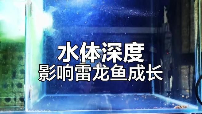 黃嘴幻藍雷龍魚苗能長多大（嘴幻藍雷龍魚苗的成活率和成長速度） 黃嘴幻藍雷龍魚苗能長多大（嘴幻藍雷龍魚苗的成活率和成長速度） 龍魚百科 第2張