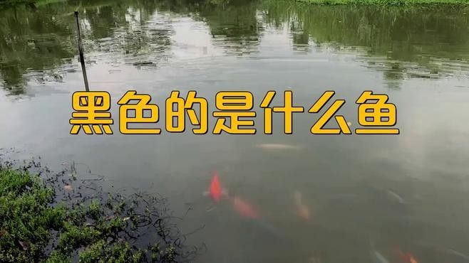 還有哪些黑色龍魚品種（黑色龍魚的特征和習性） 還有哪些黑色龍魚品種（黑色龍魚的特征和習性） 龍魚百科 第2張
