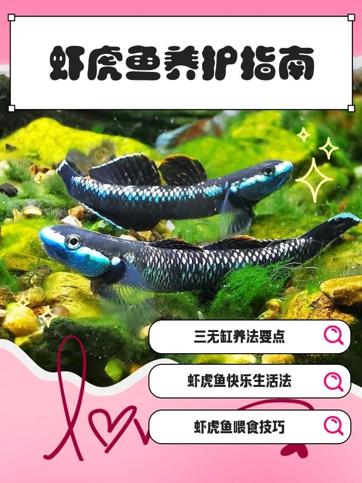 蝦虎魚在混養(yǎng)中需要注意什么？（蝦虎魚混養(yǎng)的注意事項） 蝦虎魚在混養(yǎng)中需要注意什么？（蝦虎魚混養(yǎng)的注意事項） 龍魚百科 第3張