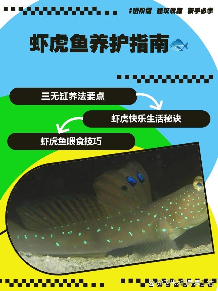 蝦虎魚在混養(yǎng)中需要注意什么？（蝦虎魚混養(yǎng)的注意事項） 蝦虎魚在混養(yǎng)中需要注意什么？（蝦虎魚混養(yǎng)的注意事項） 龍魚百科 第6張