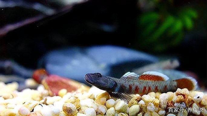 蝦虎魚在混養(yǎng)中需要注意什么？（蝦虎魚混養(yǎng)的注意事項） 蝦虎魚在混養(yǎng)中需要注意什么？（蝦虎魚混養(yǎng)的注意事項） 龍魚百科 第5張
