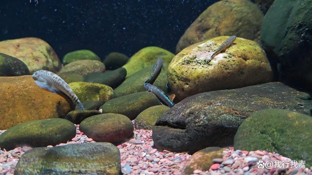 蝦虎魚在混養(yǎng)中需要注意什么？（蝦虎魚混養(yǎng)的注意事項） 蝦虎魚在混養(yǎng)中需要注意什么？（蝦虎魚混養(yǎng)的注意事項） 龍魚百科 第4張