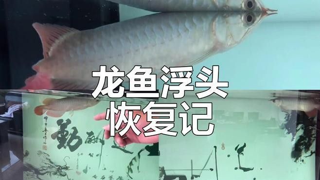 龍魚浮頭后多久會恢復（龍魚浮頭后多久恢復） 龍魚浮頭后多久會恢復（龍魚浮頭后多久恢復） 龍魚百科 第1張
