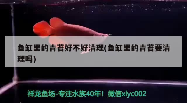 魚(yú)缸里的青苔好不好清理(魚(yú)缸里的青苔要清理嗎)（如何清理魚(yú)缸里的青苔）