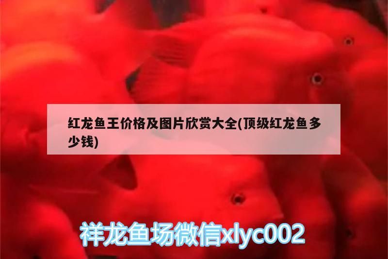 紅龍魚的介紹視頻大全圖片欣賞（紅龍魚的介紹視頻大全圖片欣賞一下）