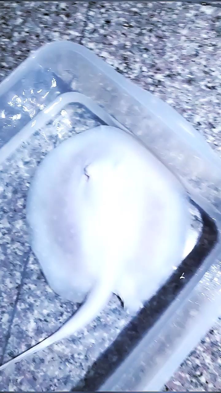 新品種，白子中的佼佼者，雪白子公魚，14-5厘米（新品種，白子中的佼佼者）