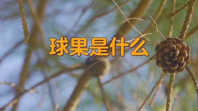 “三排珠鱗”是否為某種生物的特征？（“三排珠鱗”是否為某種生物的特征，松科植物的排列方式）
