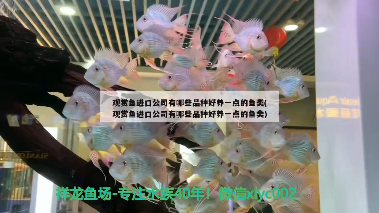 石家莊魚缸批發市場 泉州魚缸批發廠家地址在哪里呀(泉州哪里買魚缸)(昆明魚缸批發市場) 觀賞魚百科 泉州魚缸批發廠家地址在哪里呀(泉州哪里買魚缸)(昆明魚缸批發市場) 泉州魚缸批發廠家地址在哪里呀(泉州哪里買魚缸)(昆明魚缸批發市場) 觀賞魚百科