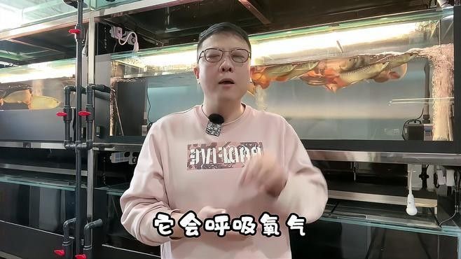 龍魚適宜的pH值是多少（廣州龍魚祥龍魚場家養紅龍注意的幾個點做好了你也是高手隨筆）