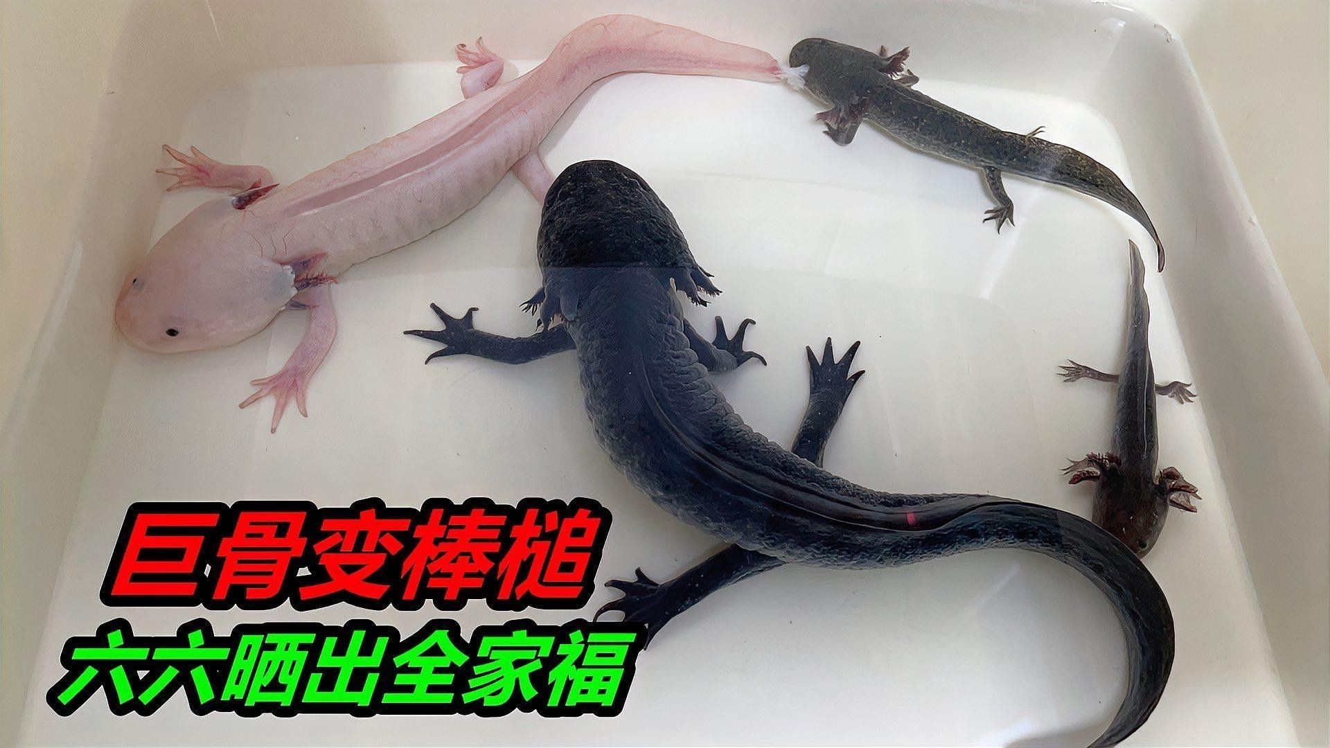 哪些小型恐龍魚適合新手（小型恐龍魚飼養(yǎng)指南） 哪些小型恐龍魚適合新手（小型恐龍魚飼養(yǎng)指南） 龍魚百科 第11張