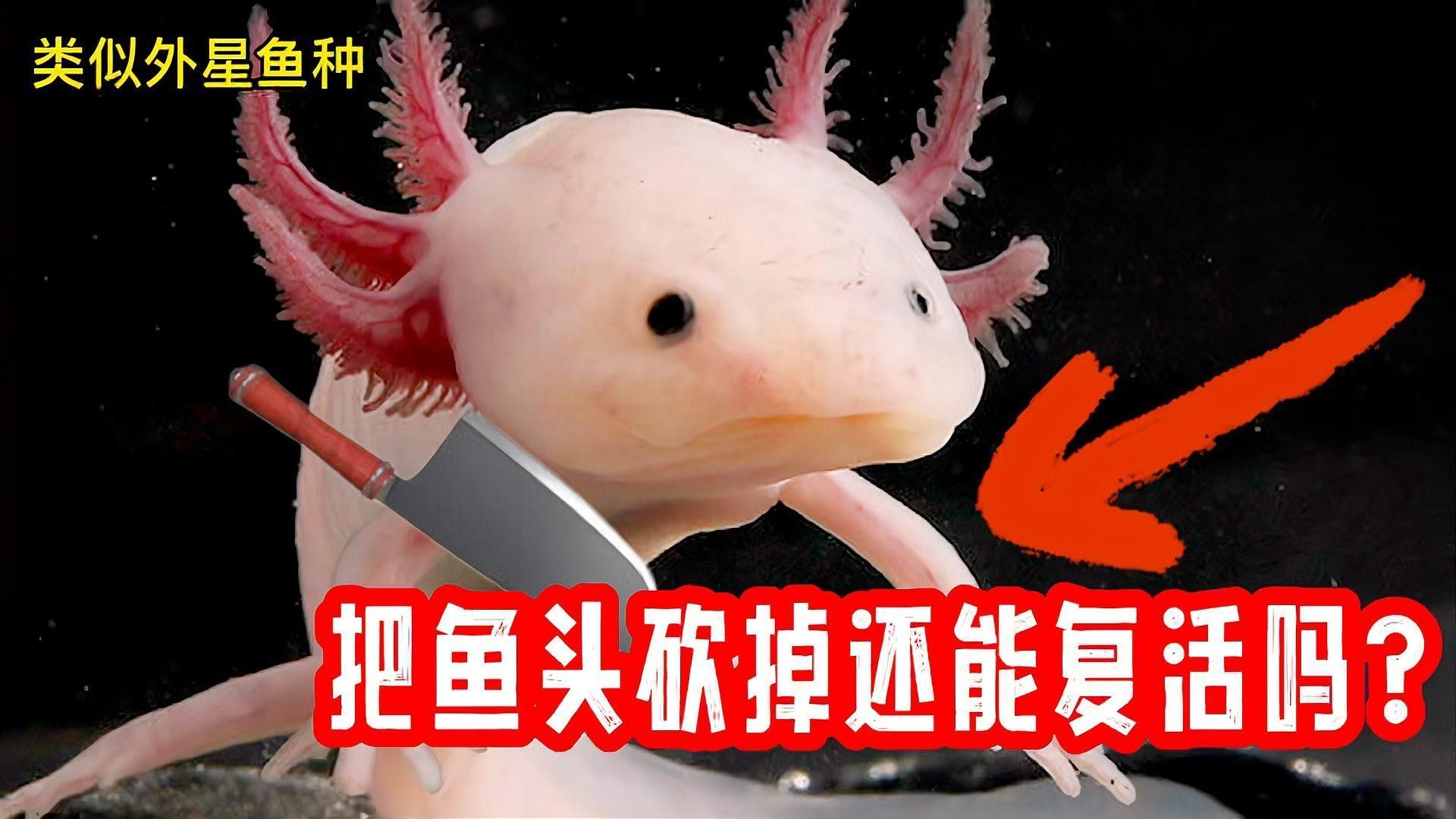 哪些小型恐龍魚適合新手（小型恐龍魚飼養(yǎng)指南） 哪些小型恐龍魚適合新手（小型恐龍魚飼養(yǎng)指南） 龍魚百科 第9張
