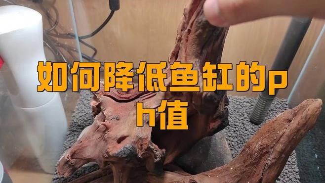 龍魚水質pH值如何調整（如何調整龍魚的水質ph值）