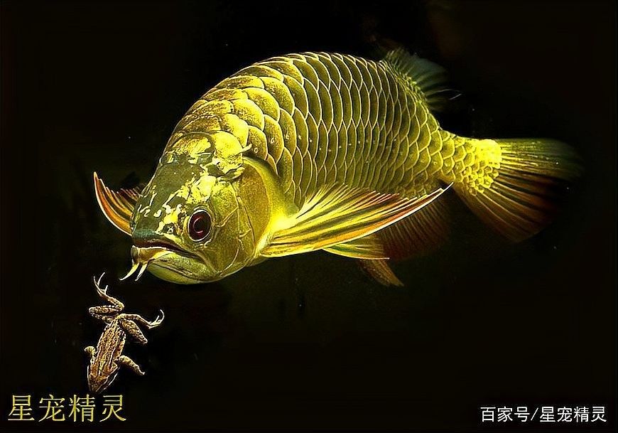 龍魚水質pH值如何調整（如何調整龍魚的水質ph值）