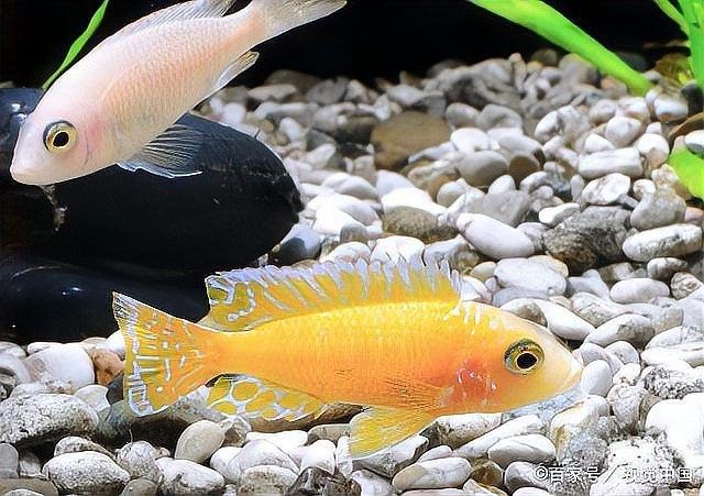 龍魚水質pH值如何調整（如何調整龍魚的水質ph值）