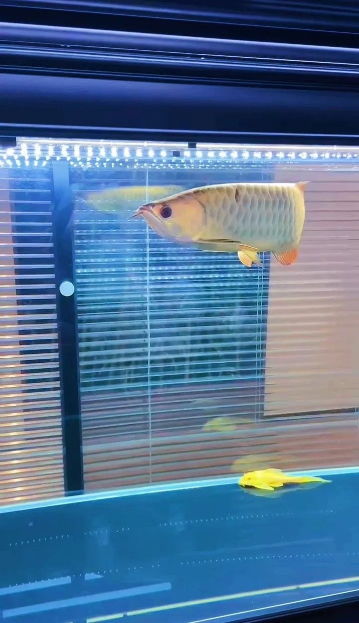 龍魚水質pH值如何調整（如何調整龍魚的水質ph值）