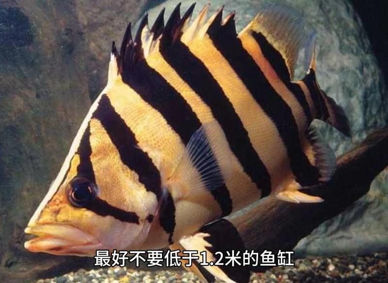 虎紋恐龍魚有哪些常見疾病（虎紋恐龍魚常見疾病及其癥狀）