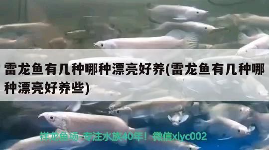 什么魚能和龍魚、虎魚混養(龍魚能和虎魚混養嗎) 雷龍魚有幾種哪種漂亮好養(雷龍魚有幾種哪種漂亮好養些) 觀賞魚百科 雷龍魚有幾種哪種漂亮好養(雷龍魚有幾種哪種漂亮好養些) 雷龍魚有幾種哪種漂亮好養(雷龍魚有幾種哪種漂亮好養些) 觀賞魚百科