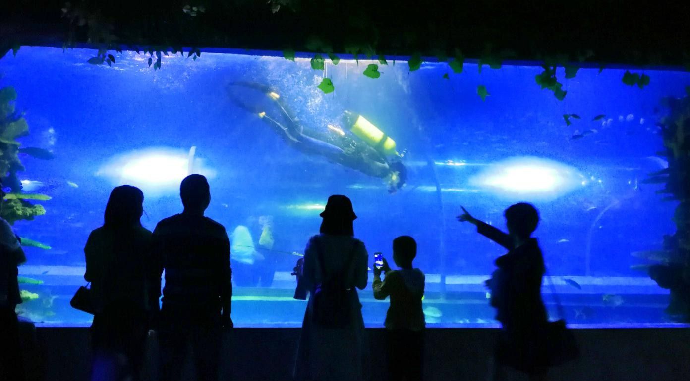 綿陽(yáng)哪個(gè)水族館龍魚(yú)好？祥龍魚(yú)場(chǎng)龍魚(yú)（綿陽(yáng)市祥龍魚(yú)場(chǎng)水族館）