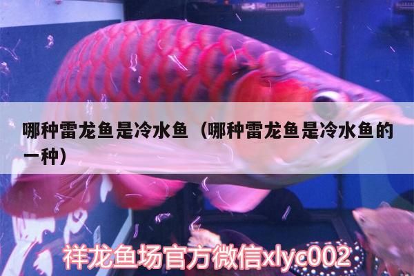 哪種雷龍魚是冷水魚（哪種雷龍魚是冷水魚的一種）（夢幻黃金雷龍魚屬于冷水魚嗎，雷龍魚屬于冷水還是熱帶魚） 哪種雷龍魚是冷水魚（哪種雷龍魚是冷水魚的一種）（夢幻黃金雷龍魚屬于冷水魚嗎，雷龍魚屬于冷水還是熱帶魚） 觀賞魚百科 第1張