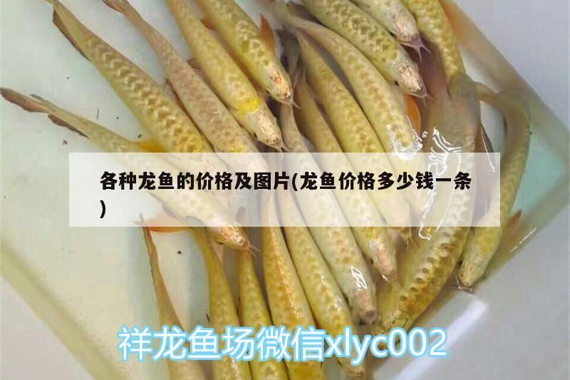 哪種雷龍魚是冷水魚（哪種雷龍魚是冷水魚的一種）（夢幻黃金雷龍魚屬于冷水魚嗎，雷龍魚屬于冷水還是熱帶魚） 哪種雷龍魚是冷水魚（哪種雷龍魚是冷水魚的一種）（夢幻黃金雷龍魚屬于冷水魚嗎，雷龍魚屬于冷水還是熱帶魚） 觀賞魚百科 第3張
