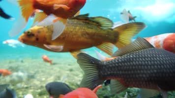 觀賞黑虎魚：黑虎魚是一種什么樣的魚？ 觀賞黑虎魚：黑虎魚是一種什么樣的魚？ 觀賞魚百科 第1張