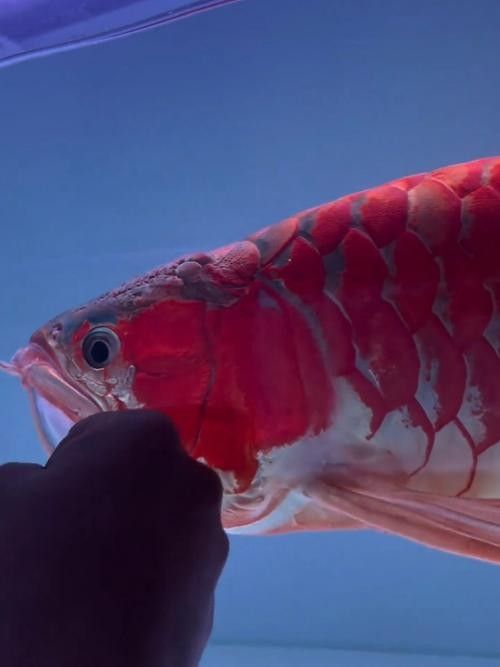 再給我幾張紅龍魚缸造景圖片（紅龍魚缸造景圖片） 再給我幾張紅龍魚缸造景圖片（紅龍魚缸造景圖片） 龍魚百科 第20張