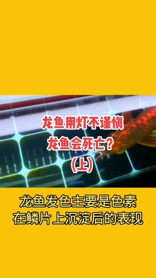 金龍魚發色燈多久換一次？（——龍魚發色燈使用指南）