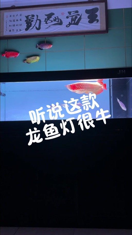 金龍魚發色燈多久換一次？（——龍魚發色燈使用指南）