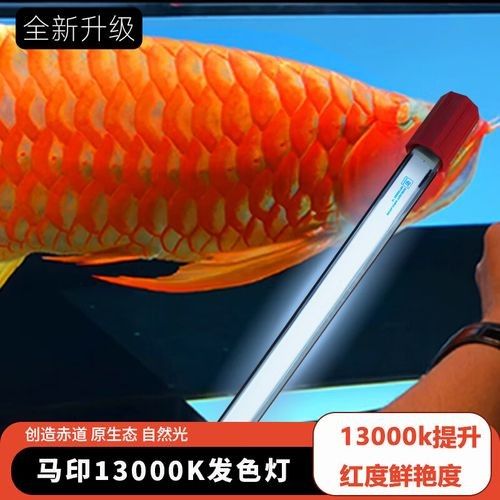金龍魚(yú)發(fā)色燈多久換一次？（——龍魚(yú)發(fā)色燈使用指南）