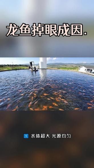 如何判斷龍魚黑霉是否好轉，金龍魚黑霉是否好轉 如何判斷龍魚黑霉是否好轉，金龍魚黑霉是否好轉 龍魚百科 第1張