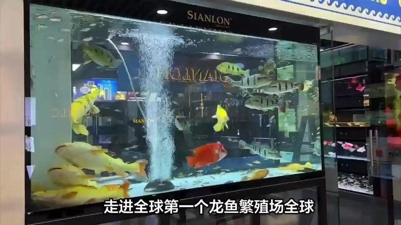 哪家的龍魚打包價格最合理？