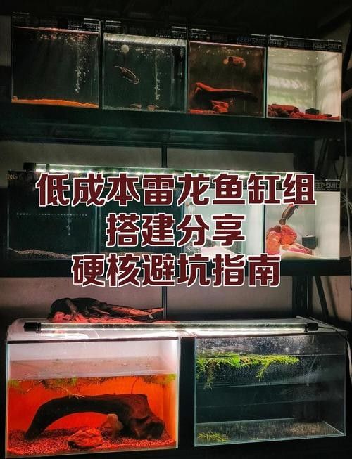 如何布置雷龍魚的躲藏環境（雷龍魚的躲藏環境布置）